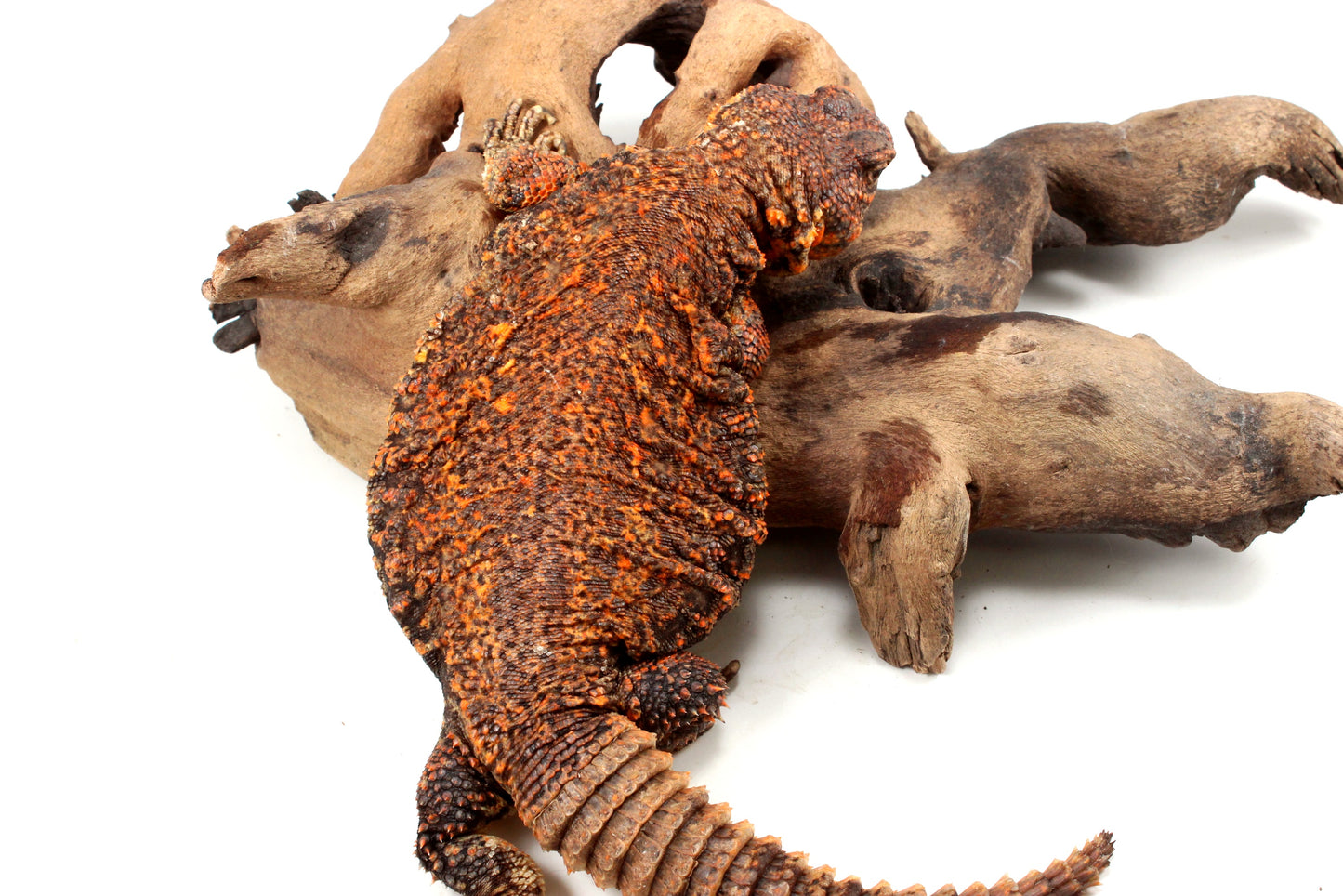 Nigerian Uromastyx - Orange