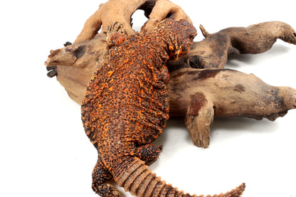 Nigerian Uromastyx - Orange