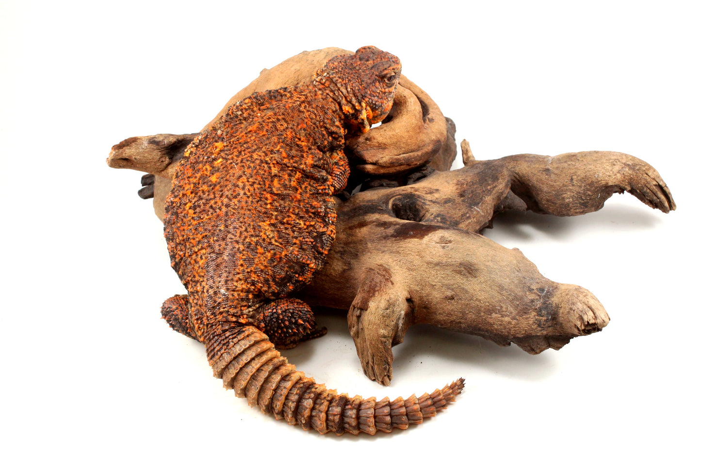 Nigerian Uromastyx - Orange