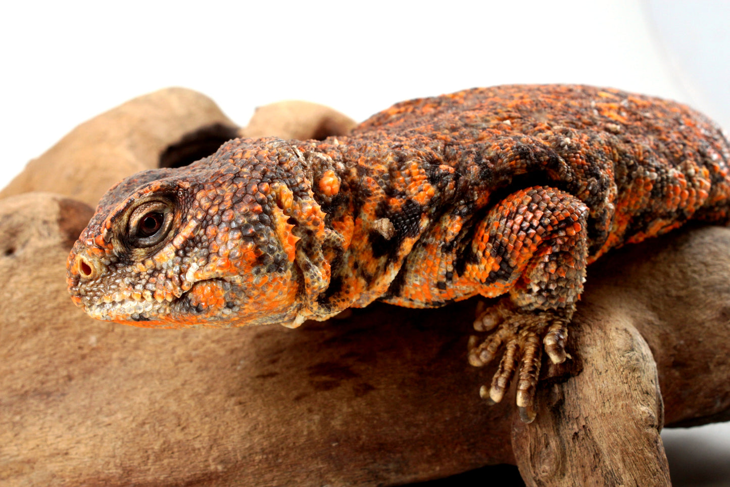 Nigerian Uromastyx - Orange