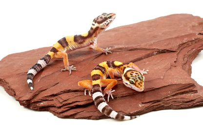 Jungle Leopard Gecko