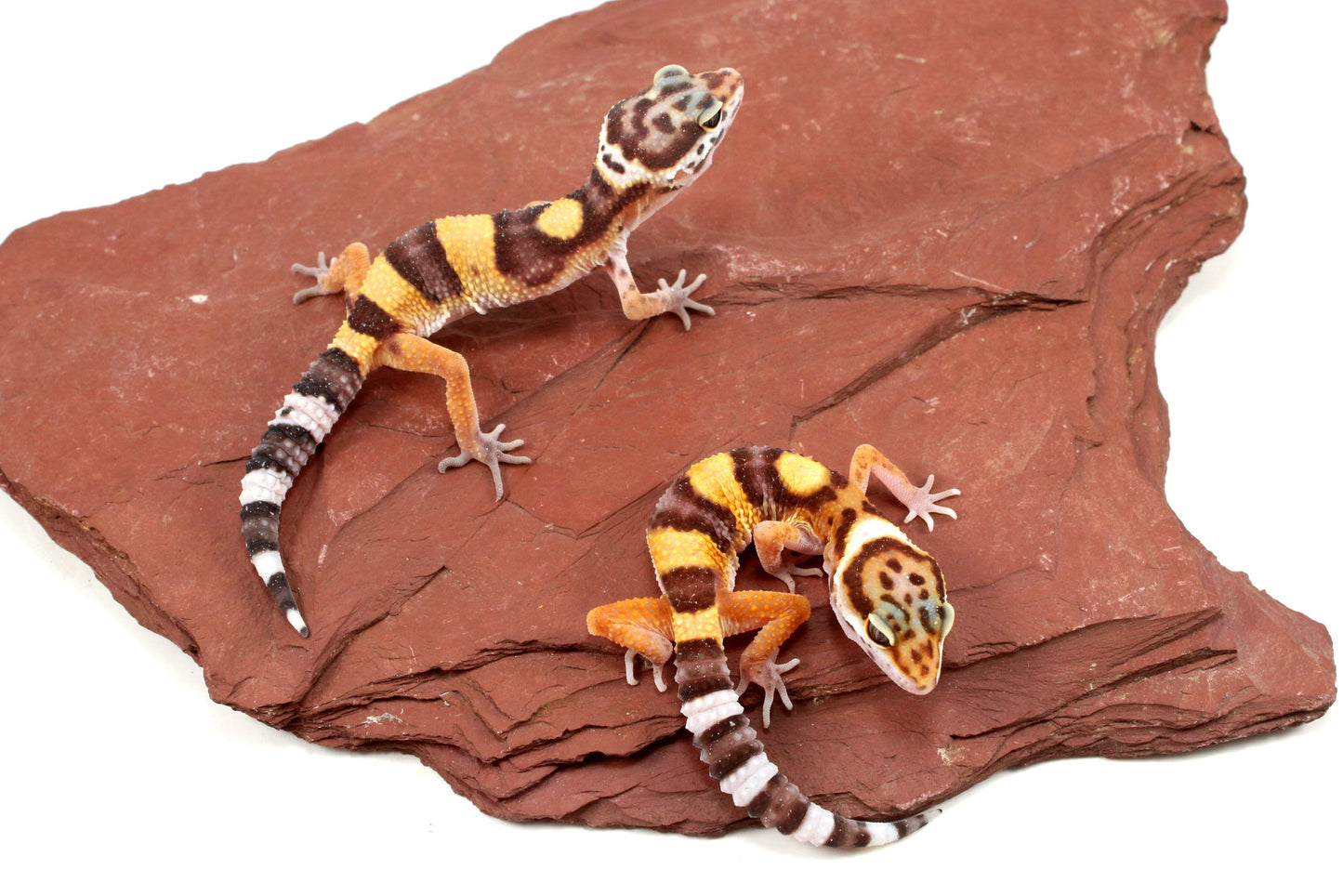 Jungle Leopard Gecko