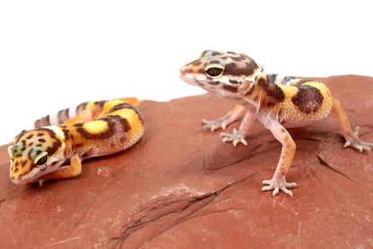 Jungle Leopard Gecko