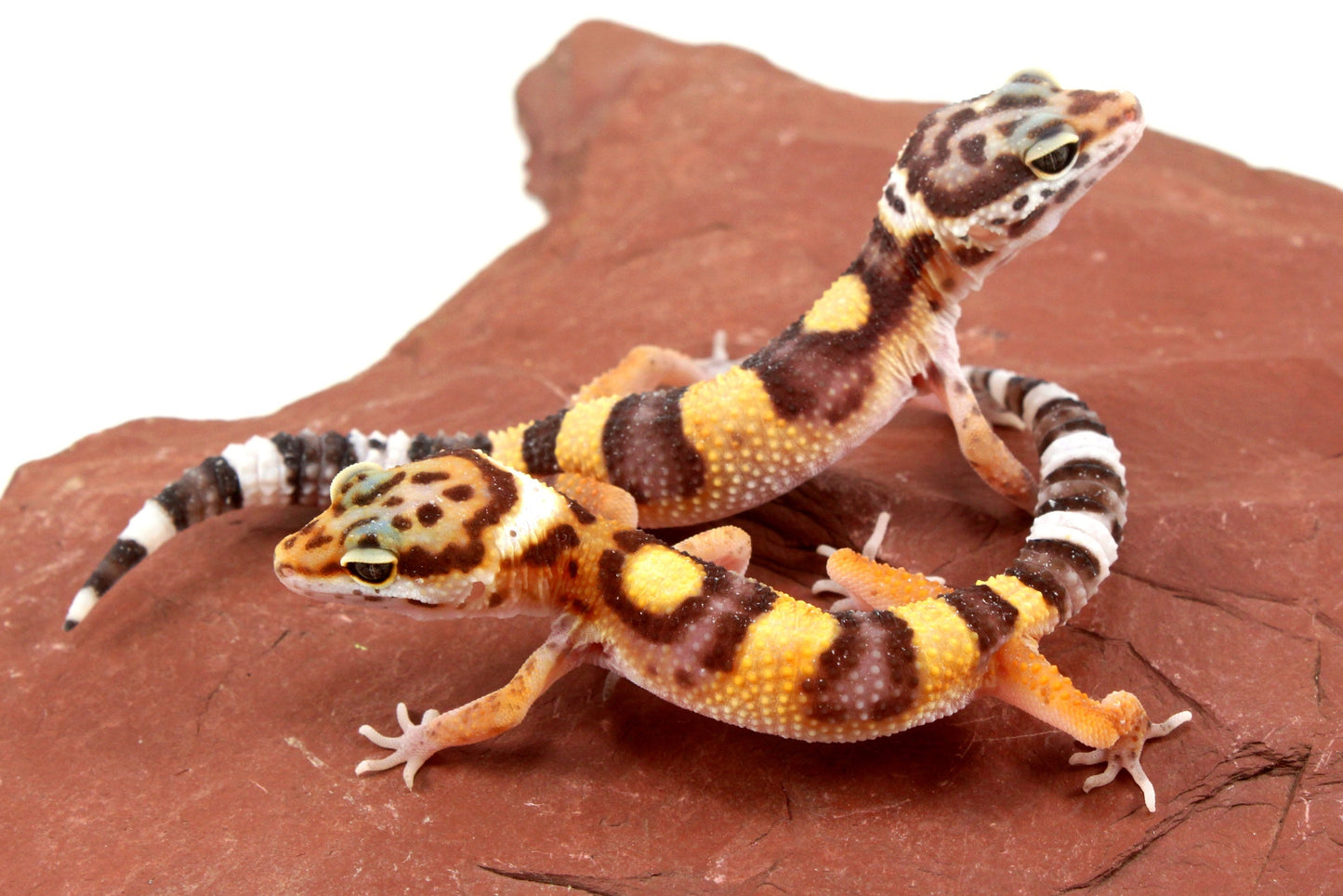 Jungle Leopard Gecko