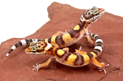 Jungle Leopard Gecko