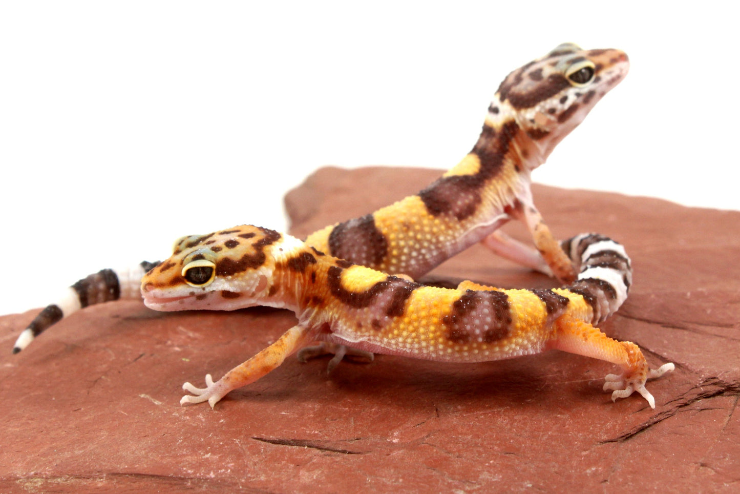 Jungle Leopard Gecko