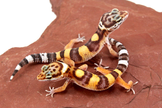 Jungle Leopard Gecko