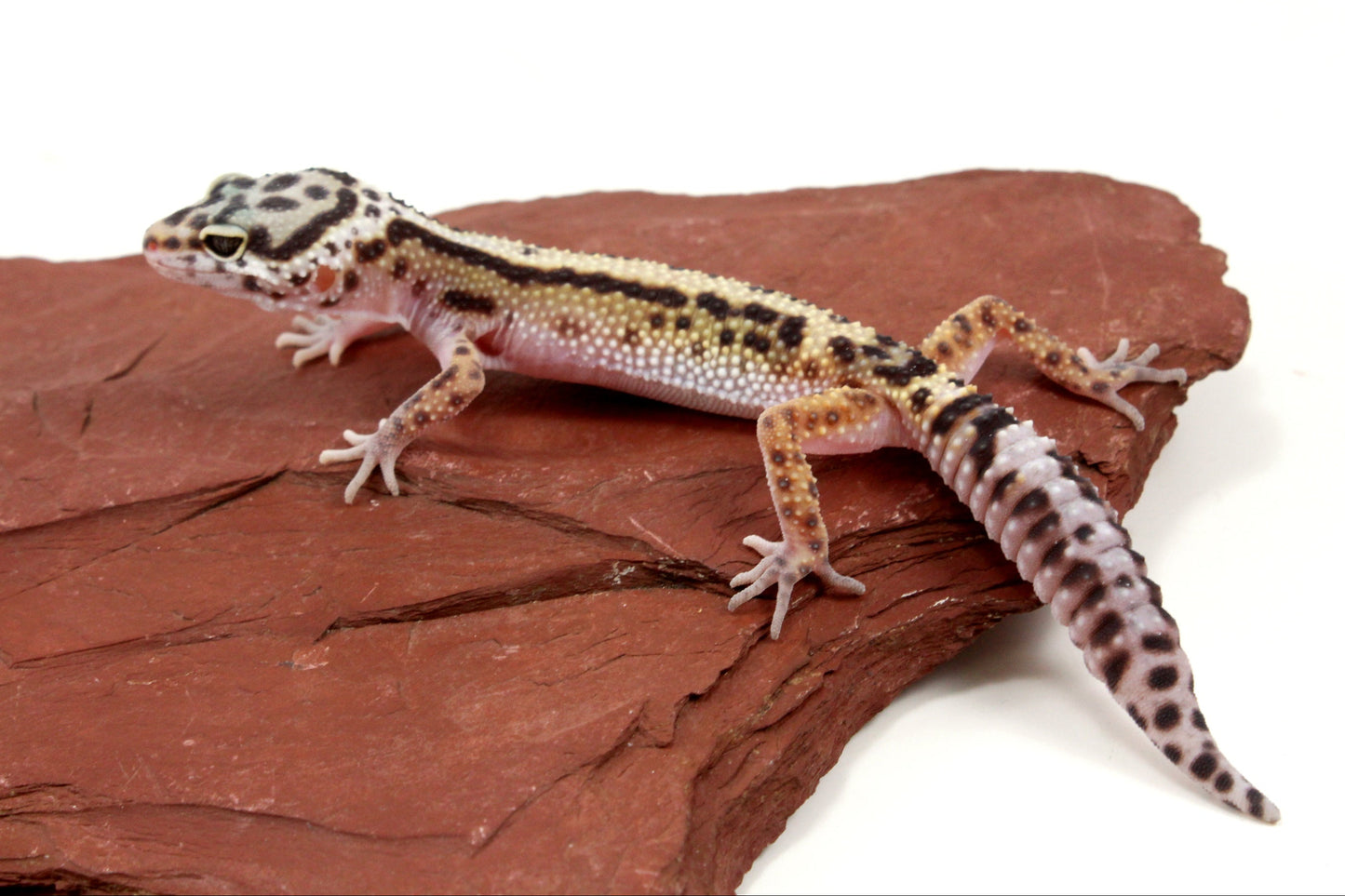 Bold Stripe Jungle Leopard Gecko