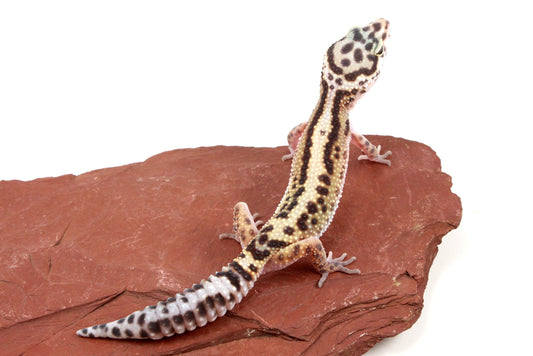 Bold Stripe Jungle Leopard Gecko