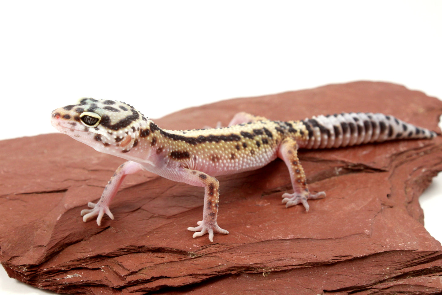 Bold Stripe Jungle Leopard Gecko