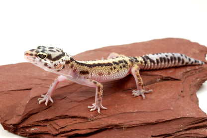 Bold Stripe Jungle Leopard Gecko