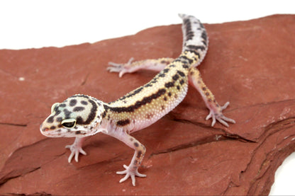 Bold Stripe Jungle Leopard Gecko