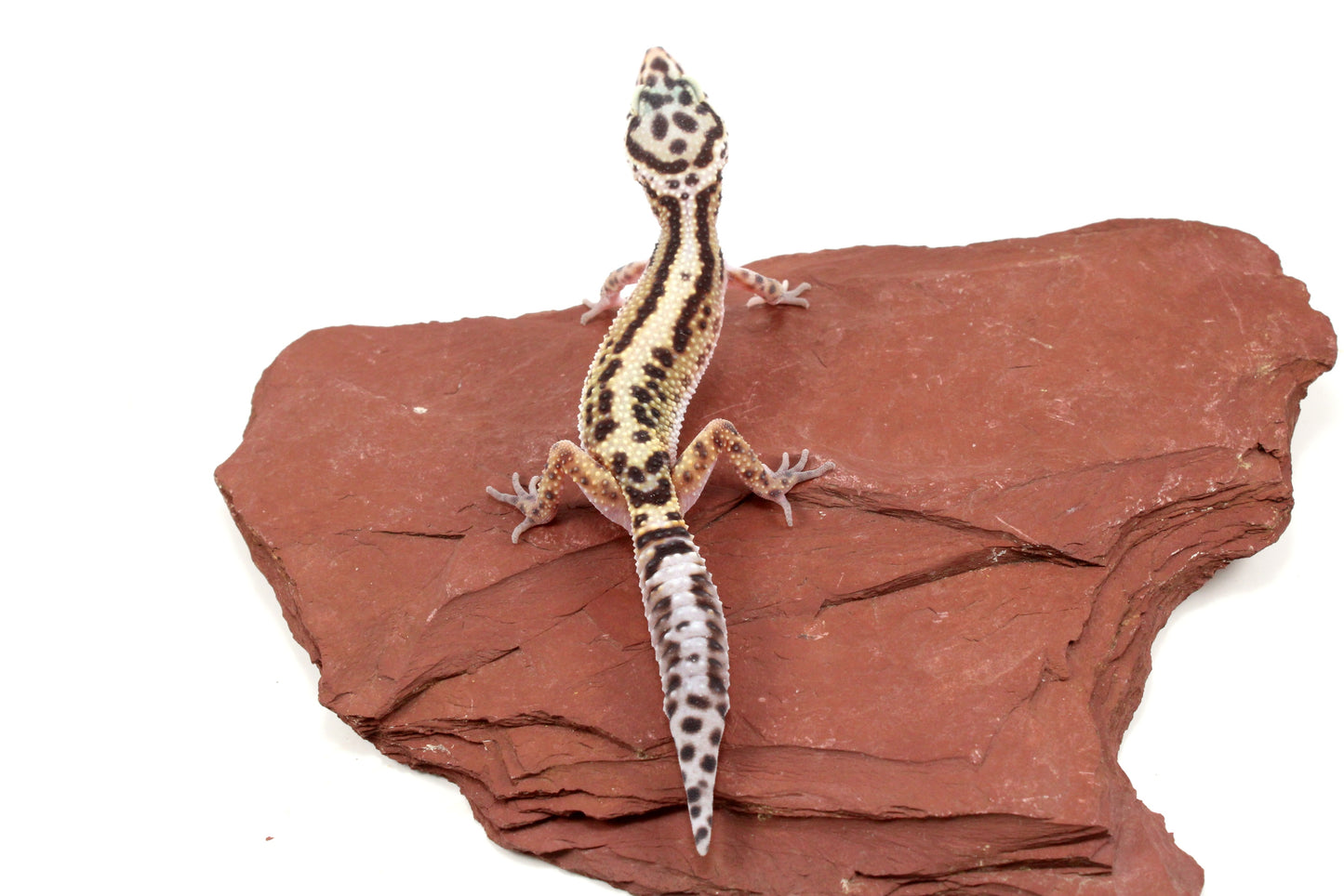 Bold Stripe Jungle Leopard Gecko