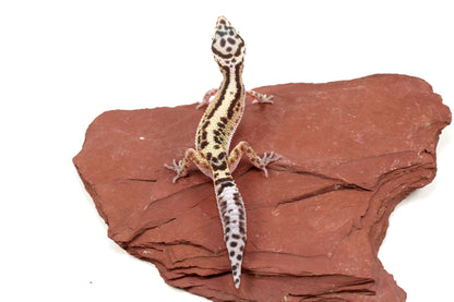Bold Stripe Jungle Leopard Gecko