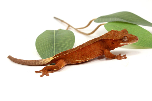 White Fringe Near Patternless Red Crested Gecko