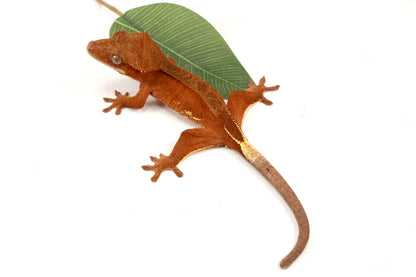White Fringe Near Patternless Red Crested Gecko