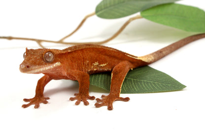 White Fringe Near Patternless Red Crested Gecko