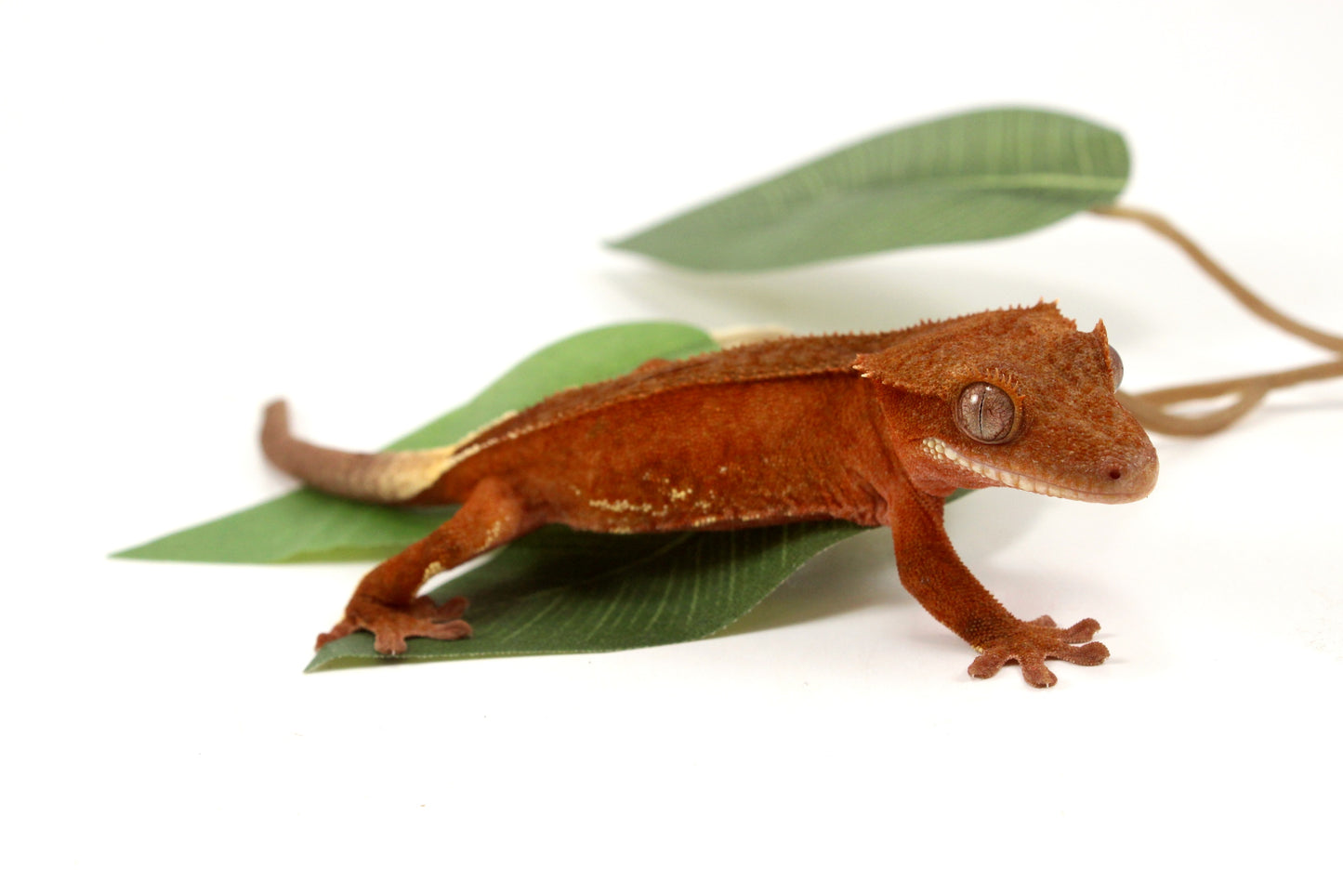 White Fringe Near Patternless Red Crested Gecko