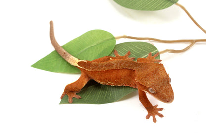 White Fringe Near Patternless Red Crested Gecko