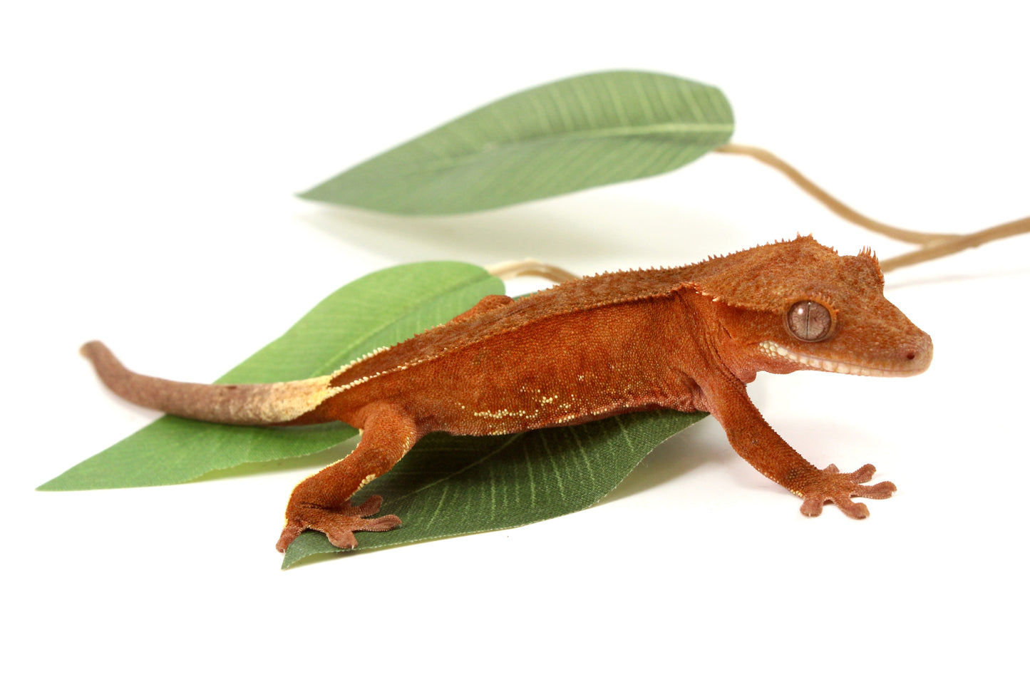 White Fringe Near Patternless Red Crested Gecko