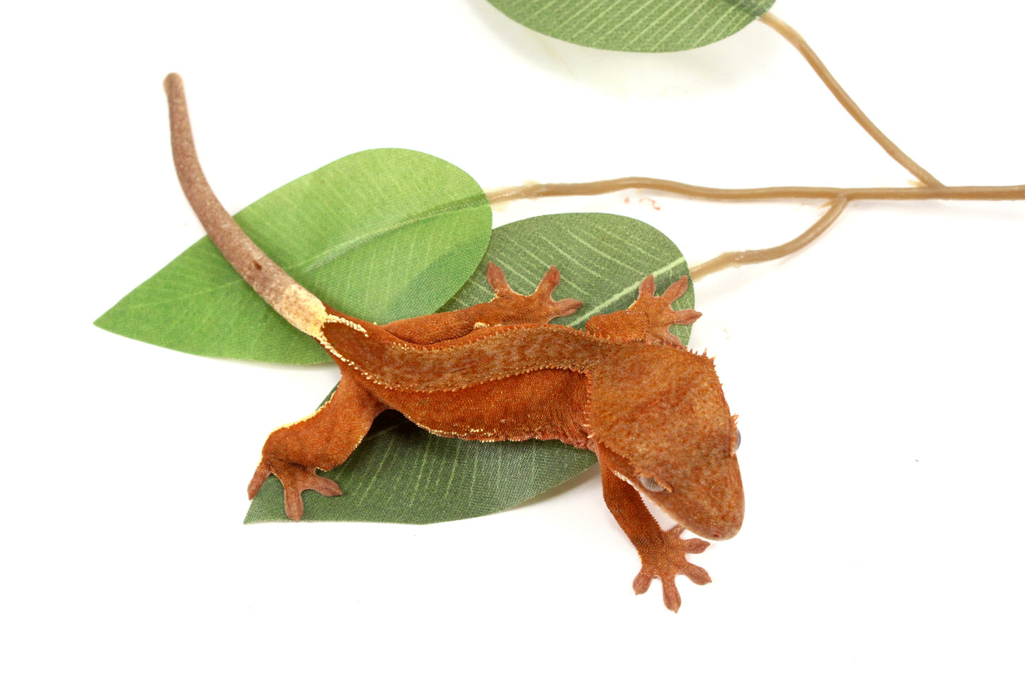 White Fringe Near Patternless Red Crested Gecko
