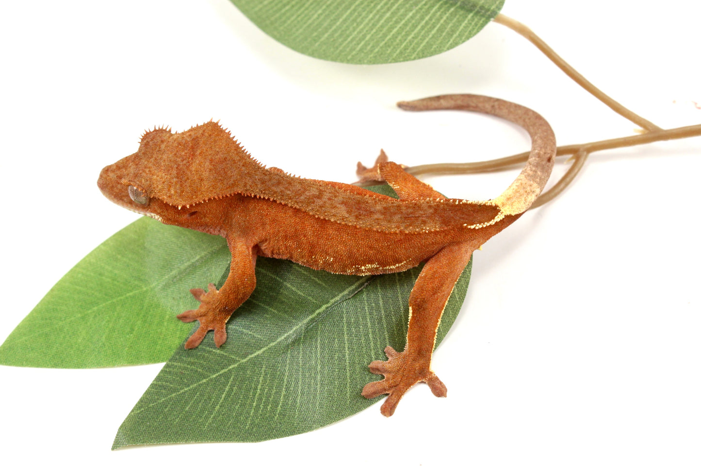 White Fringe Near Patternless Red Crested Gecko