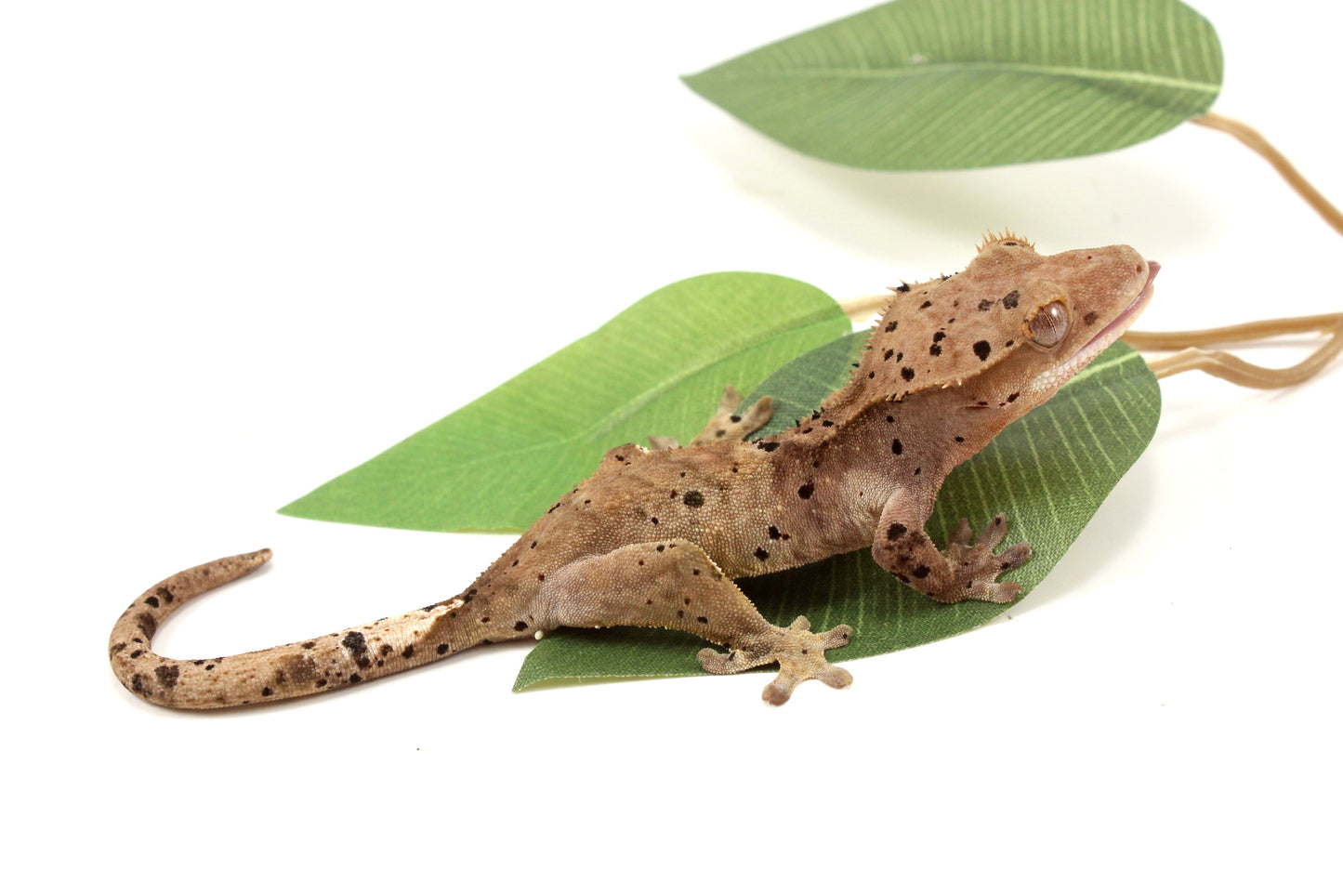 Super Dalmatian Crested Gecko