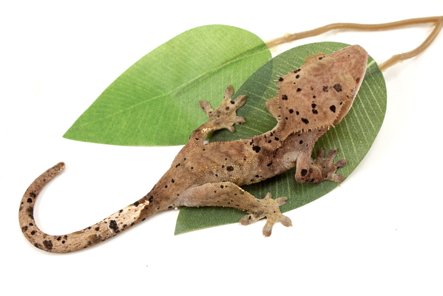 Super Dalmatian Crested Gecko