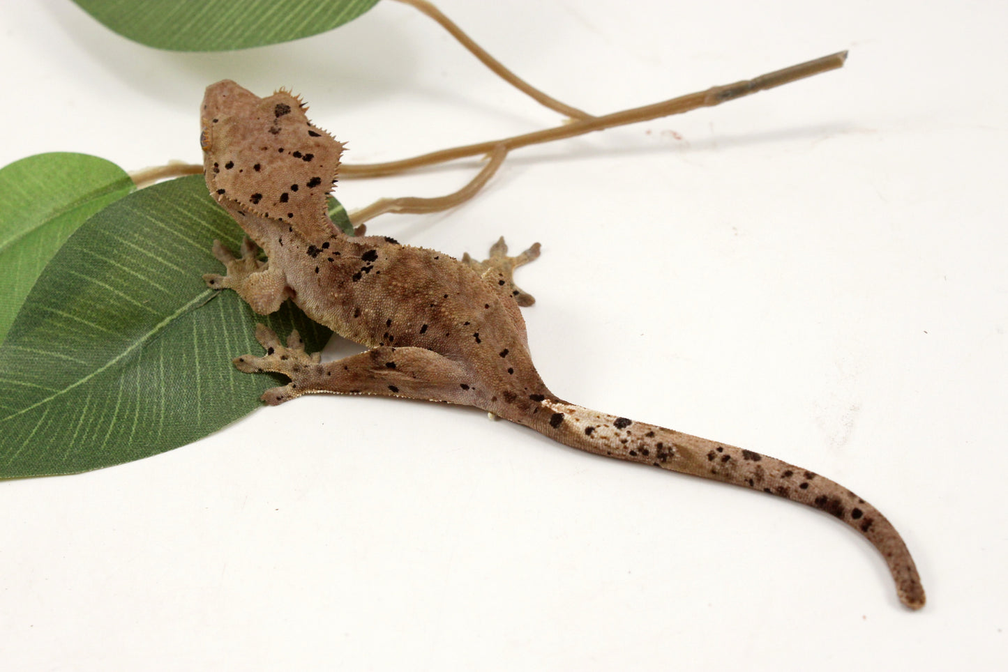 Super Dalmatian Crested Gecko