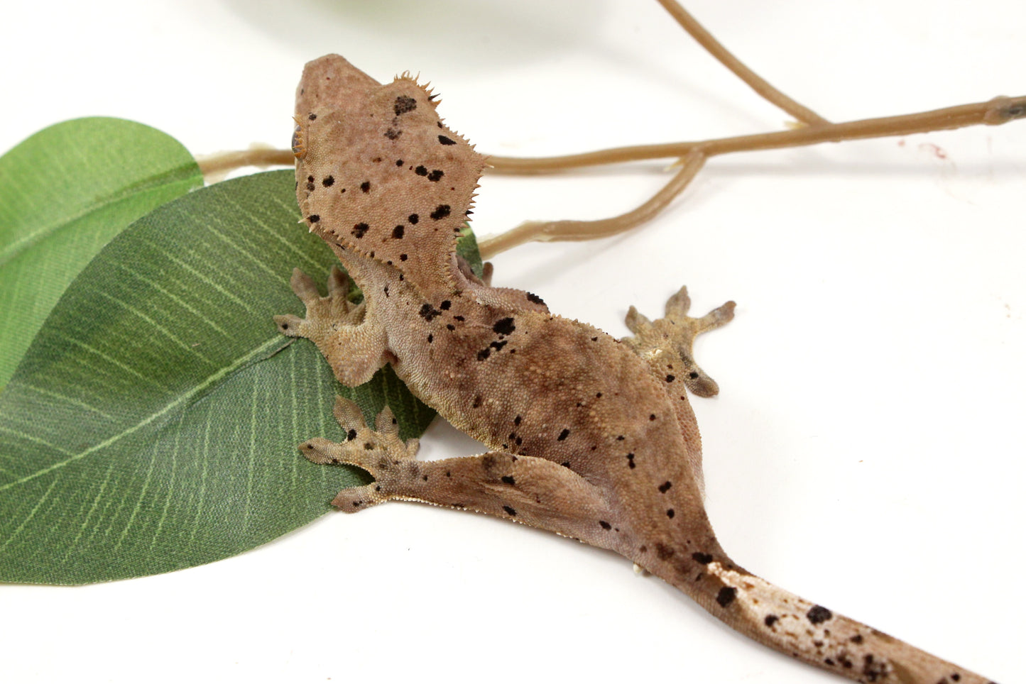 Super Dalmatian Crested Gecko