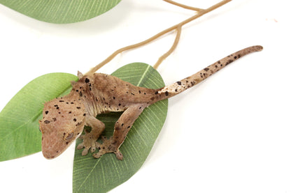 Super Dalmatian Crested Gecko