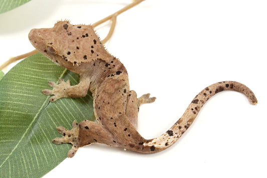 Super Dalmatian Crested Gecko