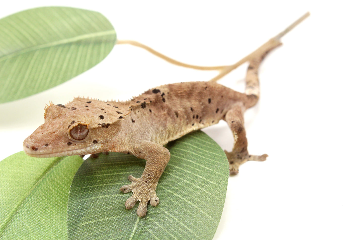 Super Dalmatian Crested Gecko