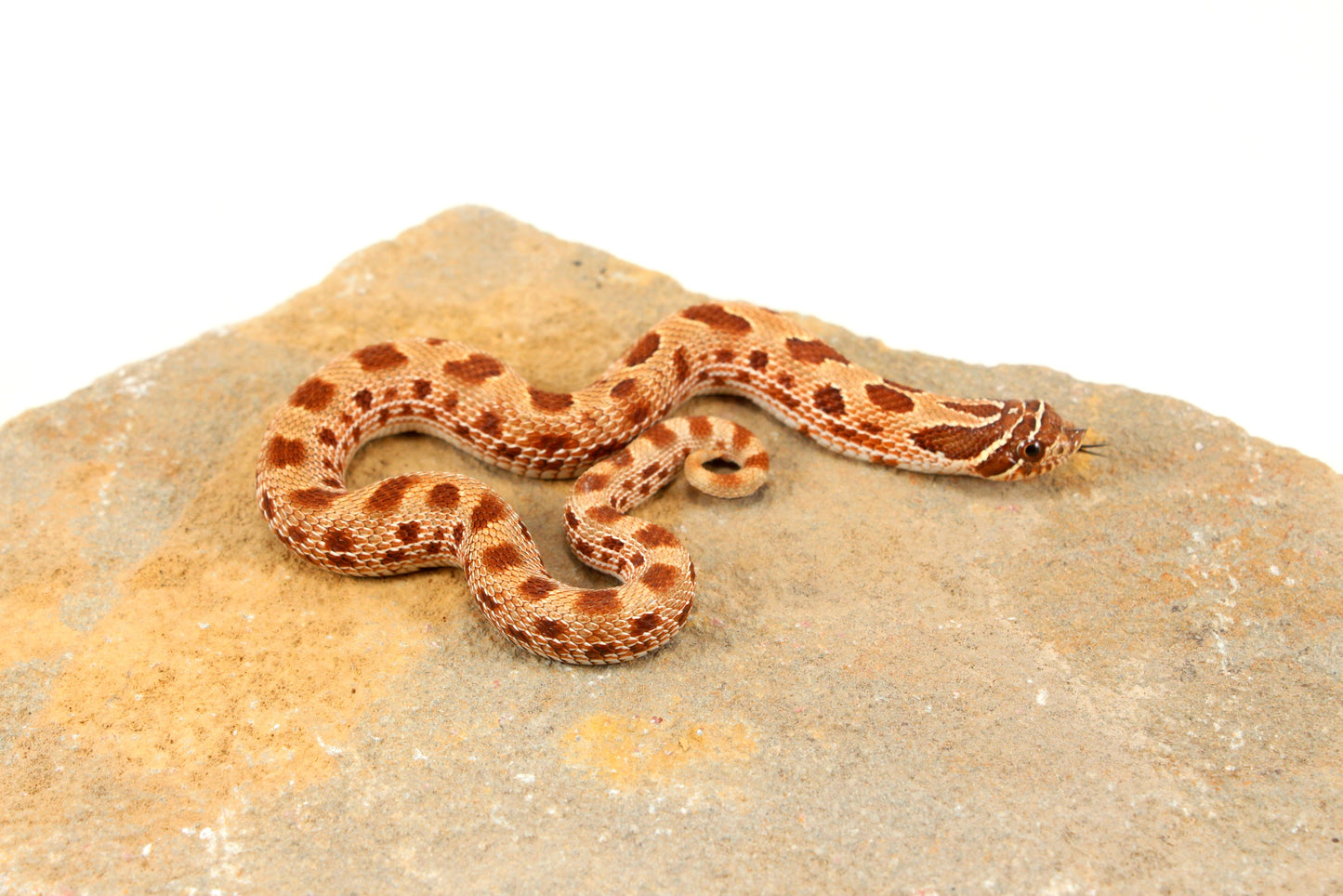 Anaconda Western Hognose Snake