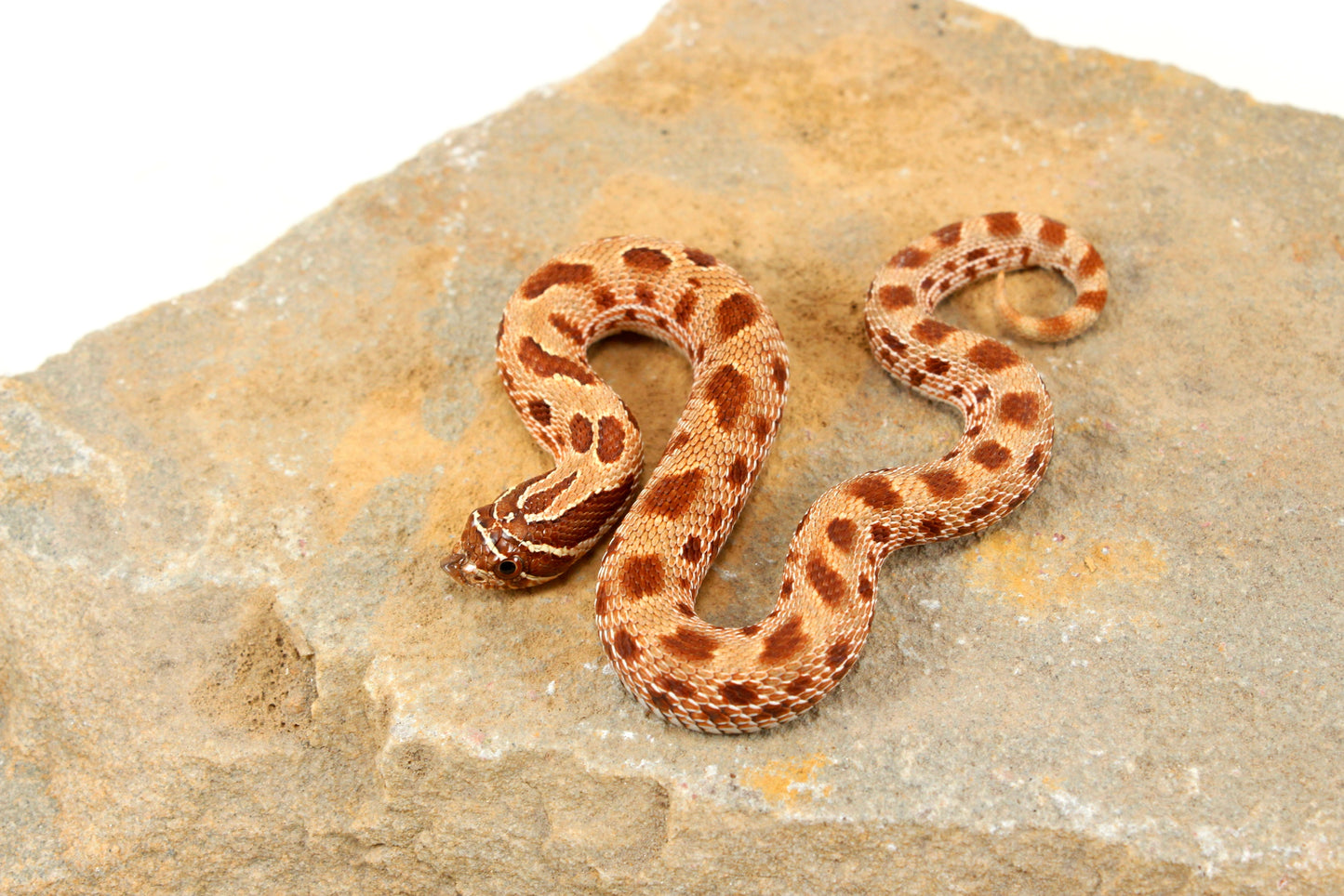 Anaconda Western Hognose Snake