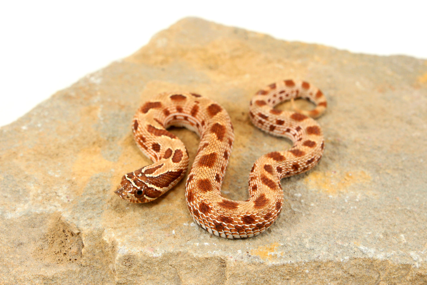 Anaconda Western Hognose Snake