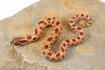Anaconda Western Hognose Snake