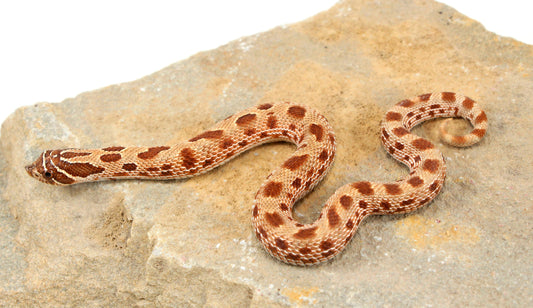 Anaconda Western Hognose Snake