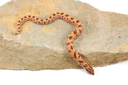Anaconda Western Hognose Snake