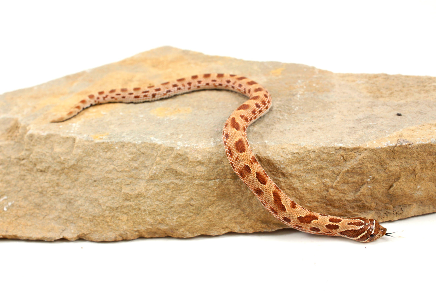 Anaconda Western Hognose Snake