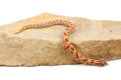 Anaconda Western Hognose Snake