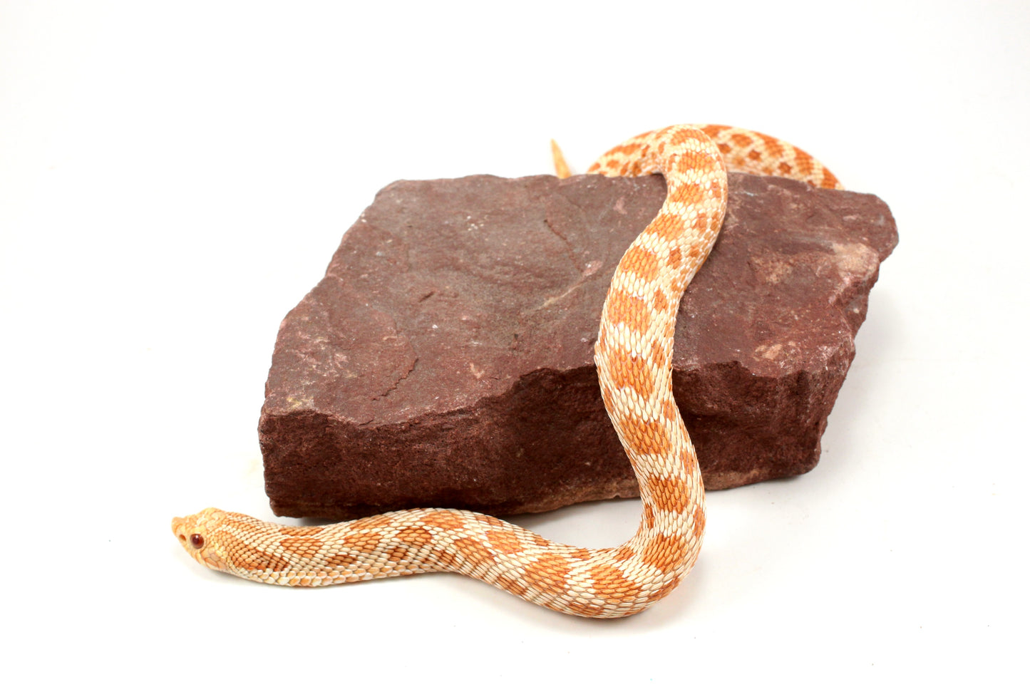 Albino Western Hognose Snake