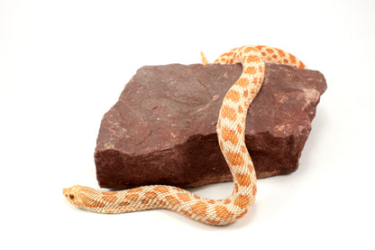 Albino Western Hognose Snake