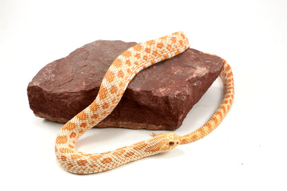 Albino Western Hognose Snake