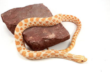 Albino Western Hognose Snake