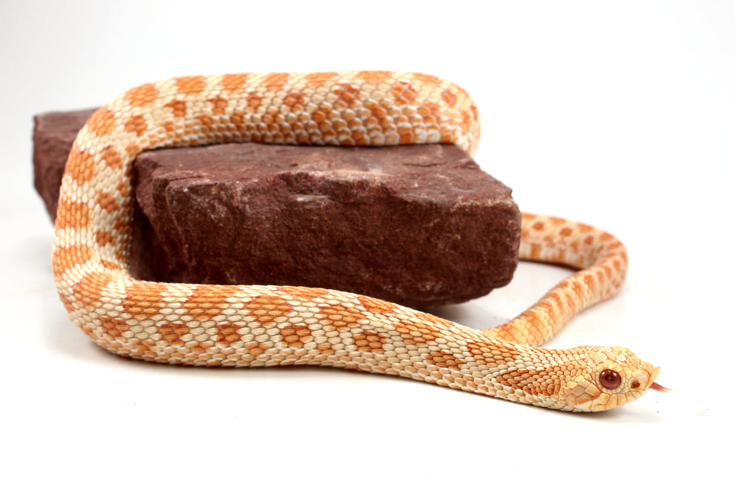 Albino Western Hognose Snake
