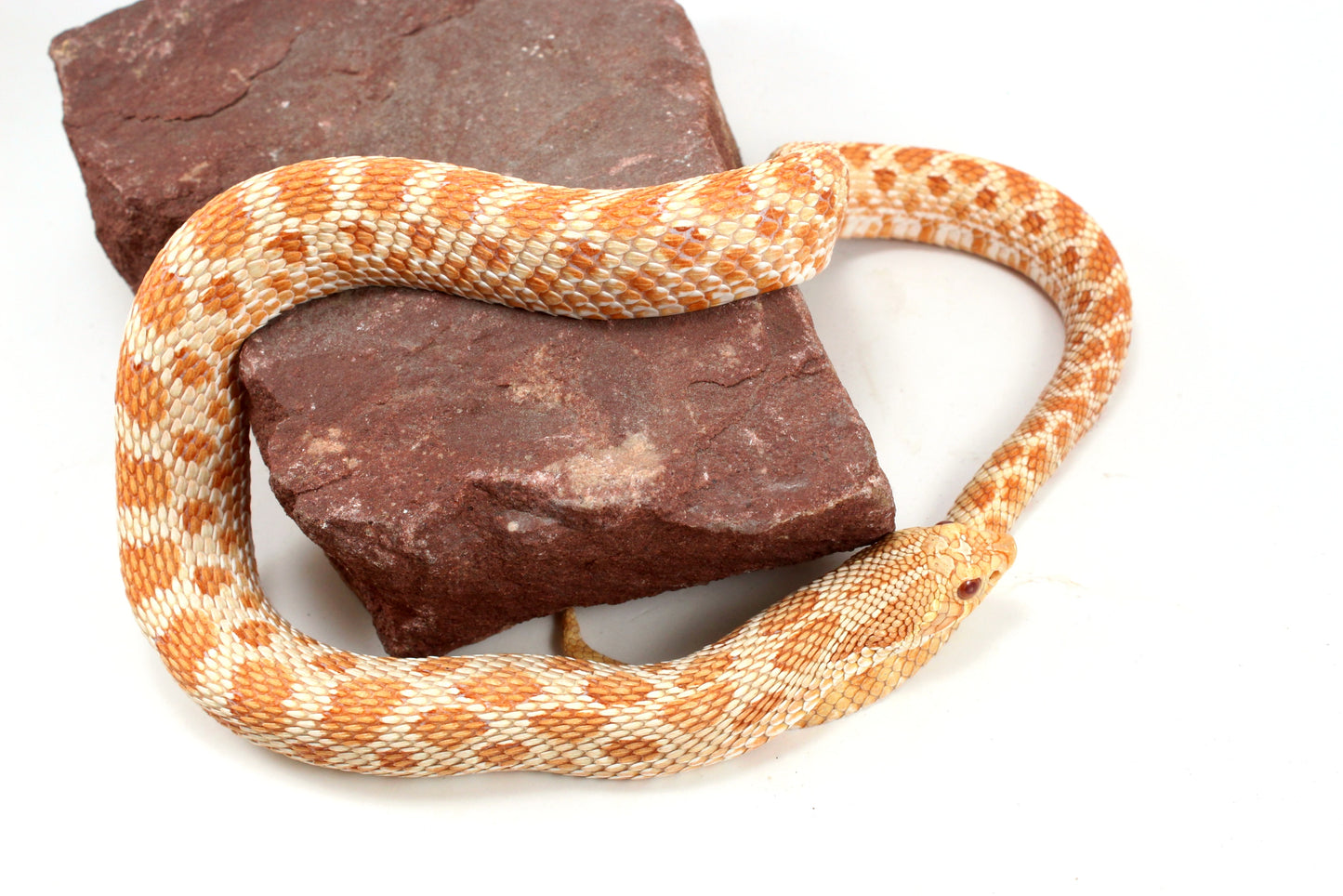 Albino Western Hognose Snake