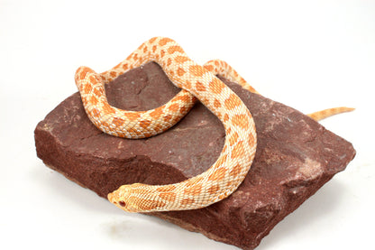 Albino Western Hognose Snake