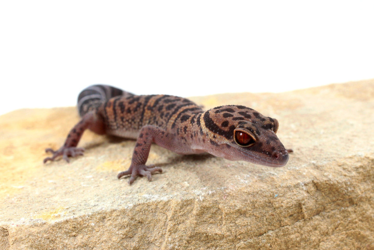 Bawangling Cave Gecko