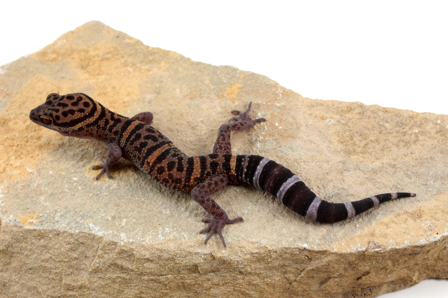 Bawangling Cave Gecko